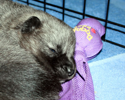 Elkhound Puppy - Playing with toys is EXHAUSTING